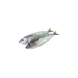 Mackerel Fish