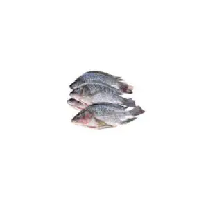 Tilapia Fish (Large L)