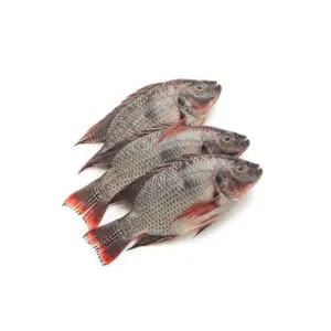 Tilapia Fish (Medium M)