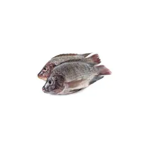 Tilapia Fish (XL)