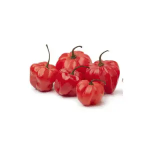 Very Hot Scotch Bonnet