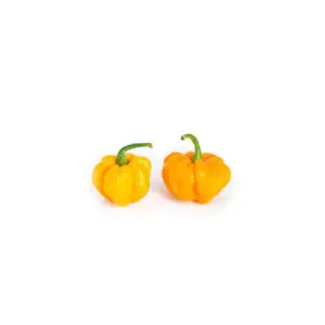 Yellow Scotch Bonnet Pepper