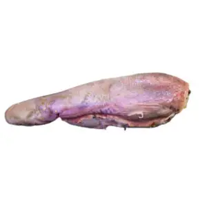 Beef Tongue