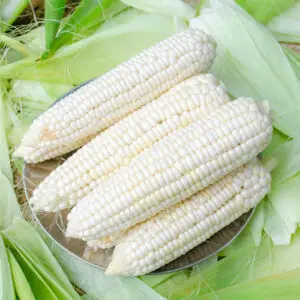 African White Corn