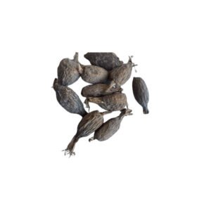 Alligator Pepper 3 Pod